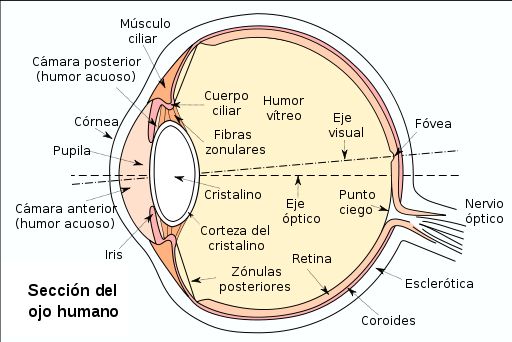 Eyesection es svg