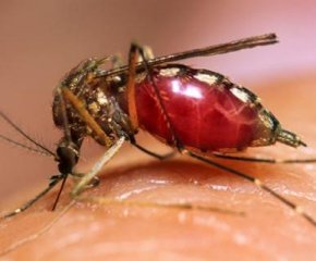Foto dengue