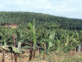 Suelos agricolas