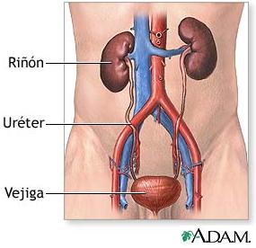 Rinones